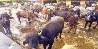 cow